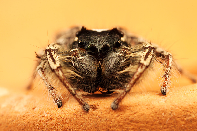Illustration for article titled 75 Close-Ups Of Bugs